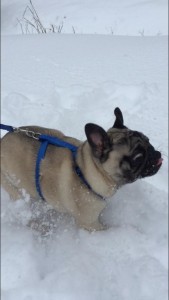 My pug enjoying the snow.